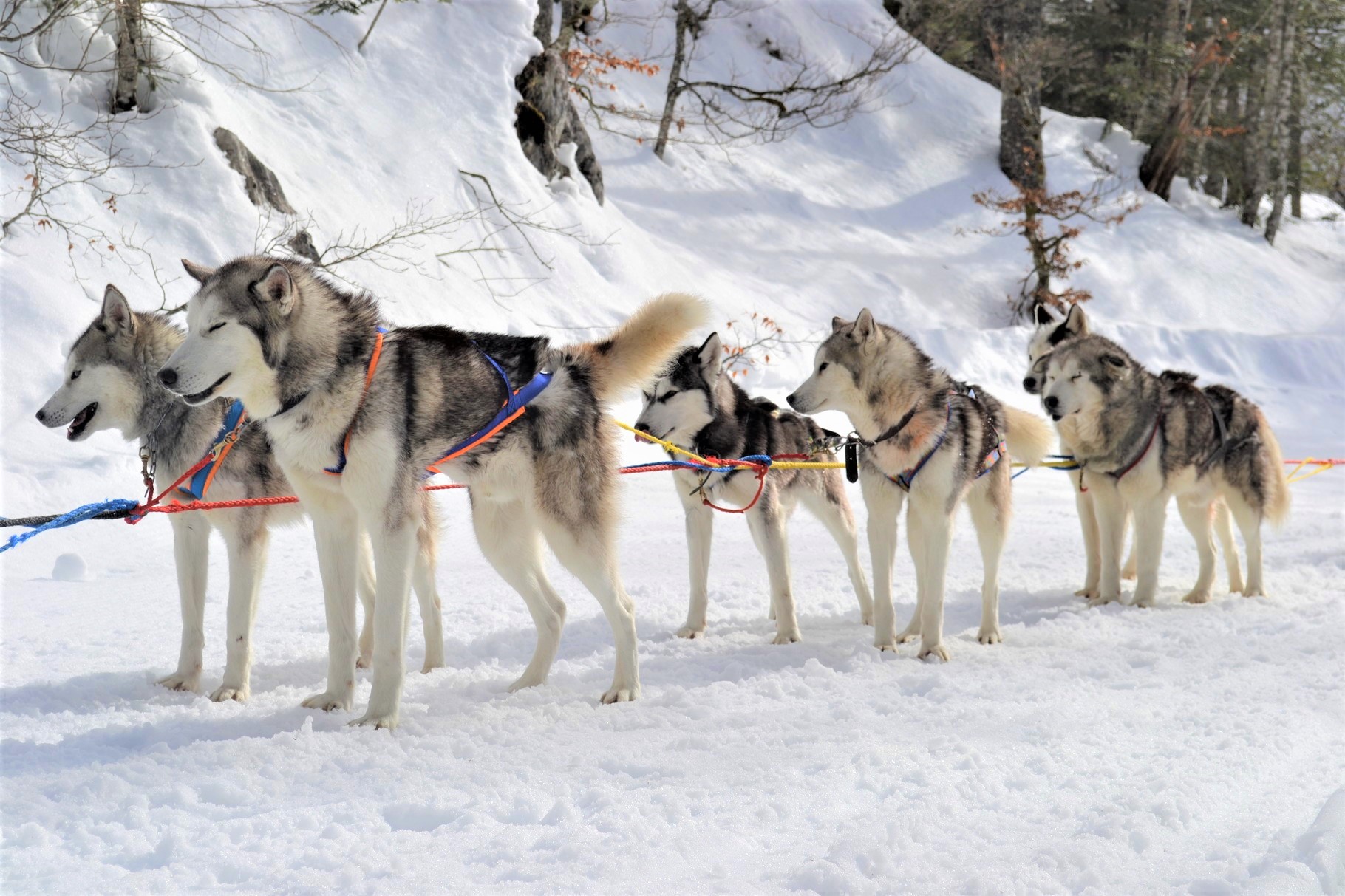 Chiens de traîneau LPSM