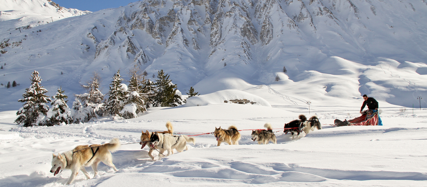 Chiens traineaux Tignes