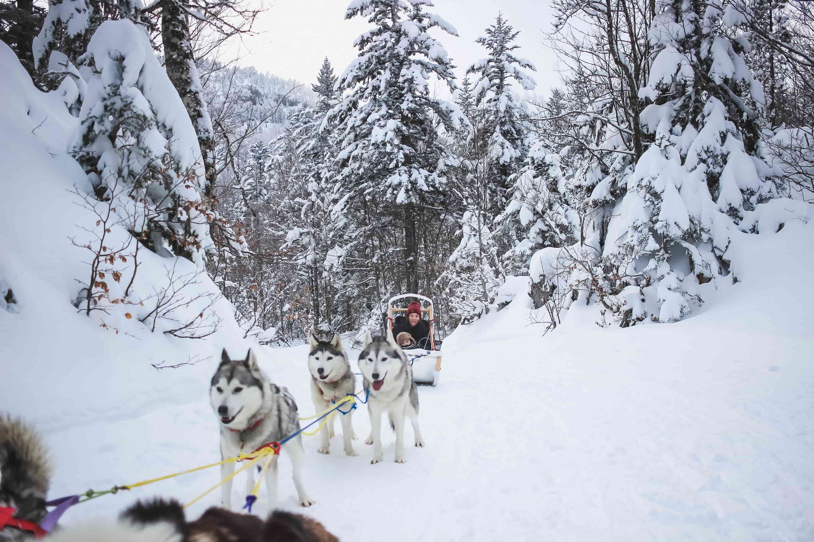 balade chiens de traineau LPSM