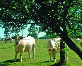 La Sejannerie Basse-Normandie - Sourdeval visuel 2/10 La Sejannerie Basse-Normandie - Sourdeval visuel 2/10