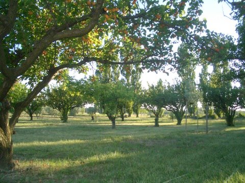 Villa Pinocchio Provence-Alpes-Côte d'Azur - Séguret visuel 4/10