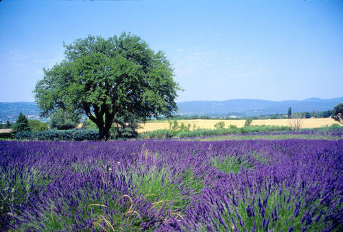 VVF Village La Jaumière Provence-Alpes-Côte d'Azur - Murs visuel 4/4