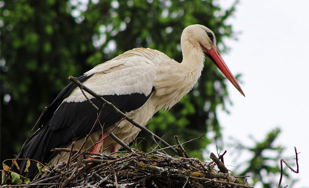 Belambra Club Les Cigognes Alsace - Albé visuel 9/10 Belambra Club Les Cigognes Alsace - Albé visuel 9/10