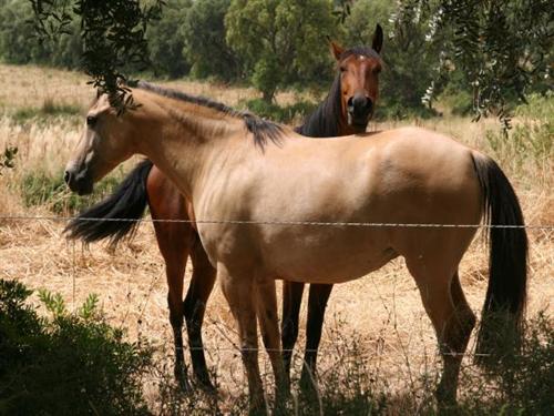 Résidence Chateau La Pascalette Tamaris - Provence-Alpes-Côte d'Azur - La Londe-les-Maures visuel 7/10