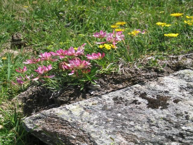 RESIDENCE LAMA Rhône-Alpes - Méribel visuel 3/4