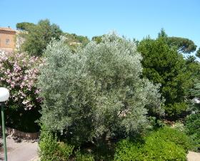 Le Hameau de Gassin Provence-Alpes-Côte d'Azur - Saint-Tropez visuel 9/12