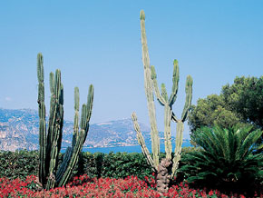 Résidence Pierre & Vacances Costa Plana Provence-Alpes-Côte d'Azur - Cap-d'Ail visuel 2/11