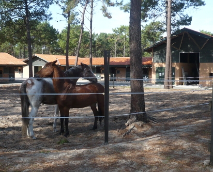 Résidence Village Cheval Aquitaine - Lacanau visuel 4/7