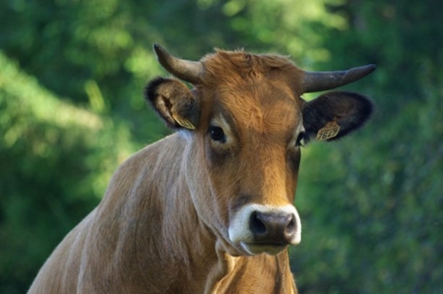 Village Vacances VVF Chaudes-Aigues Auvergne - Chaudes-Aigues visuel 3/10