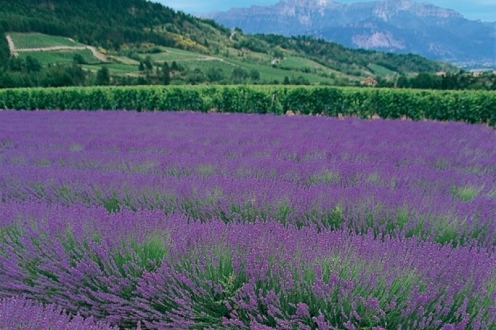 Village Vacances VVF Die Rhône-Alpes - Die visuel 2/10 Village Vacances VVF Die Rhône-Alpes - Die visuel 2/10