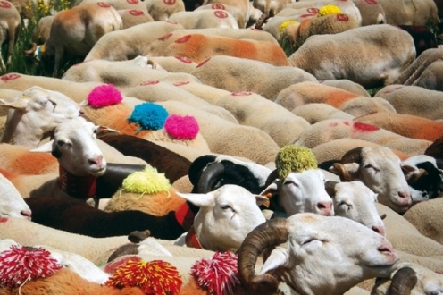 Village Vacances VVF La Salvetat-sur-Agoût Languedoc-Roussillon - La Salvetat-sur-Agout visuel 5/12