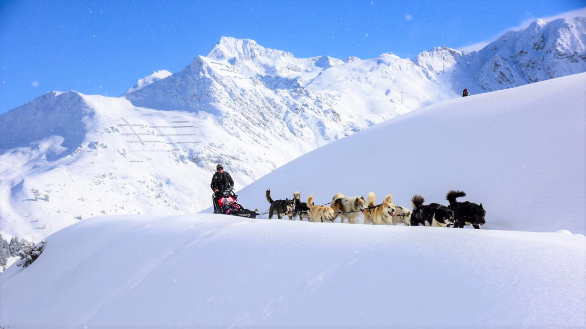 Vous rêvez de faire du chien de traineaux ?