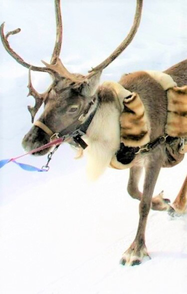 Balade en traineaux de rennes !